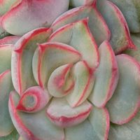 カカオチップス,多肉植物,葉挿し,リメ缶,多肉寄せ植えの画像