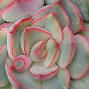 カカオチップス,多肉植物,葉挿し,リメ缶,多肉寄せ植えの画像