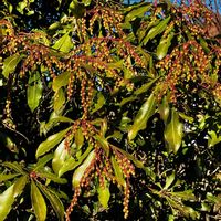 アセビ,アセビ,ハボタン,ハボタン,ヒメリュウキンカの画像