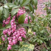 アセビ,馬酔木(あせび),庭木,マイガーデン,手作りの庭の画像