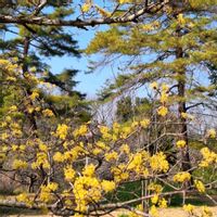 サンシュユ,ジンチョウゲ,いつもありがとう♡,神社,過去picの画像