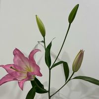 ユリ,ユリ,ピンク❤︎ピンク,リビング・ダイニングの画像