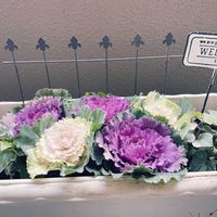 ハボタン,葉牡丹の画像