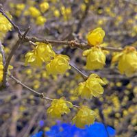 イチゴ,ロウバイ,蝋梅,イルミネーション,いつもありがとう♡の画像