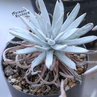 ダドレア,タニラー,ダドレア属,その他部屋の画像