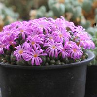 メセン,コノフィツム属,タニラー,その他部屋の画像