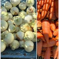 ニンジン,玉ねぎ,沖縄,ヤンバル,家庭菜園の画像