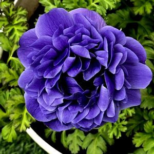 八重咲き金魚草トゥイニー,八重咲き金魚草トゥイニー,アネモネ ポルトダブル,アネモネ ポルトダブル,フリル咲きパンジー アンティークラッフルの画像