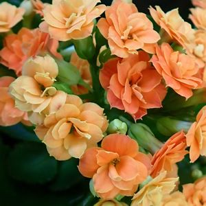 カランコエ,鉢植え,室内の画像