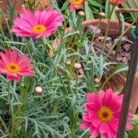 マーガレット,花散歩の画像