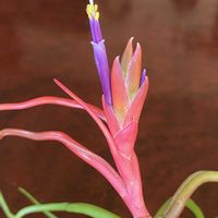 チランジア,ブルボーサの画像