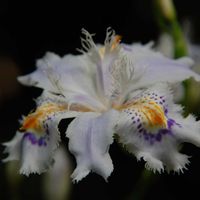 シャガ,山野草,高尾山で出会えた花の画像