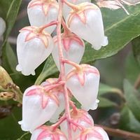 アセビ,紅ほっぺ,馬酔木(アセビ）,いちご,癒しの画像