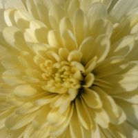 マーガレット,マーガレットスマッシュダブルプリムローズ,我が家のお花,庭の画像