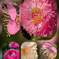 アリッサム,デージー,ナンテン,ラナンキュラス,パンジーの画像