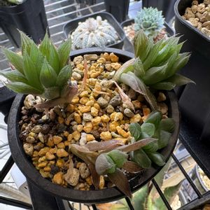 ハオルチア,多肉植物,ハオルチア属,成長記録,多肉のある暮らしの画像