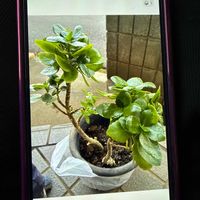 ペペロミアの画像