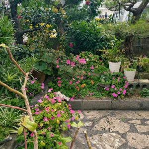 オキザリス,レタス,ビオラ,コーヒーの木,花壇の画像