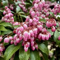 アセビ,アセビ,山野草,꒰ღ˘◡˘ற꒱かわゅ~,斑入り葉っぱの画像