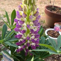 ルピナスの画像