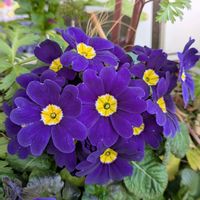 プリムラ　ジュリアン,鉢植え,スマホ撮影,玄関アプローチの画像