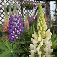 ルピナス,ウィンティー,京都府立植物園,セネッティ,早春の草花展2026の画像