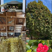 ウメ,ウメ,ツバキ,ツバキ,生け花。の画像