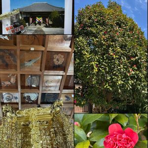 ウメ,ウメ,ツバキ,ツバキ,生け花。の画像