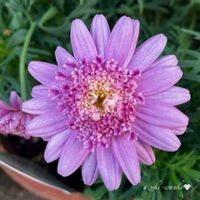 ボンザマーガレット,花のある暮らし,お散歩写真,お花が好き♡,綺麗なお花の画像