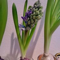 ヒヤシンスの水耕栽培,ヒヤシンスの水栽培★の画像