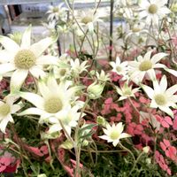 フランネルフラワー,ローダンセマム,お花屋さんの画像