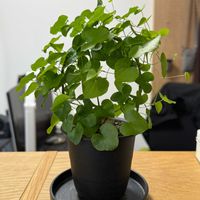 アフリカ亀甲竜,IKEA,吊るす,有孔ボードの画像