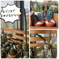 サボテン,サボテンの寄せ植え,ラブリー♡加速中,大人ラブリーの画像