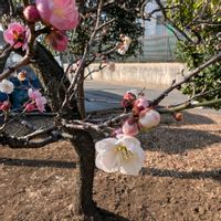 ウメ,思いのまま,梅(うめ),咲き分け,畑の画像