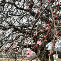 枝垂れ梅,実家の畑の画像