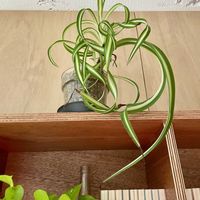 アンスリウム,スイートピー,ラナンキュラス,オリヅルラン,ユーカリの画像