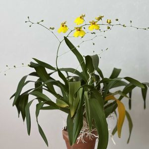 オンシジウム アロハイワナガ,リビング,オンシデサ　アロハイワナガの画像