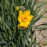 ビタミンカラー,畑の画像