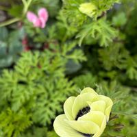 アネモネ,成長記録,花のある暮らし,春のお花,可愛いお花の画像