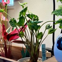 シンゴニウム,シンゴニウム ホワイトバタフライ,ストロマンテ・トリオスター,アグラオネマ ビューティー,シンゴニウム・シュリンクハートの画像