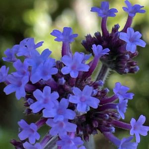 ヤナギハナガサ,花壇,ガーデニング,山野草,クマツヅラ科の画像