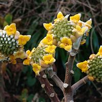 ミツマタの画像