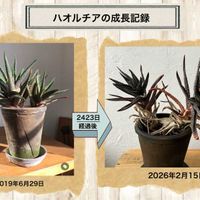 ハオルチア,十二の巻,多肉植物,ハオルチア属,硬葉ハオルチアの画像