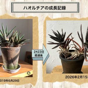 ハオルチア,十二の巻,多肉植物,ハオルチア属,硬葉ハオルチアの画像