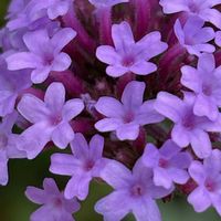 ヤナギハナガサ,花壇,ガーデニング,山野草,クマツヅラ科の画像