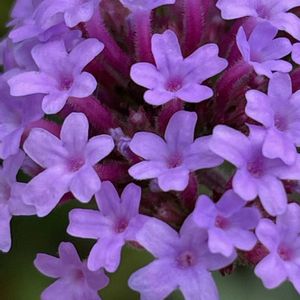 ヤナギハナガサ,花壇,ガーデニング,山野草,クマツヅラ科の画像