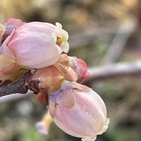 ブルーベリー,花壇,ガーデニング,果樹,樹木の画像