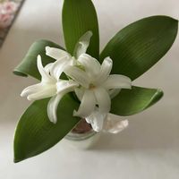 ヒヤシンス 水耕栽培,いい香り,元気に育ててますよ,ヒアシスターズの画像