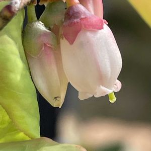 ブルーベリー,花壇,ガーデニング,果樹,樹木の画像