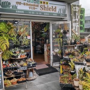 多肉植物,ウラボシ科,ビカクシダ属,食中植物,塊根の画像